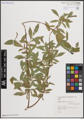 Foto von Salix elbursensis Boiss.